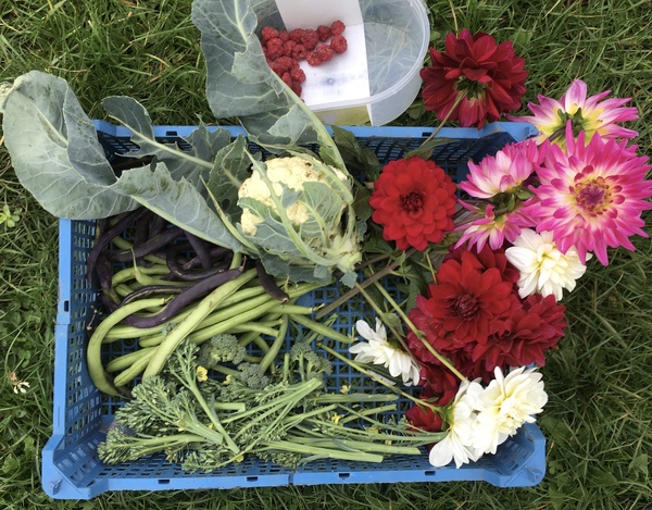 Allotment?Veg Patch Thread 13! Are we weathering the weather?