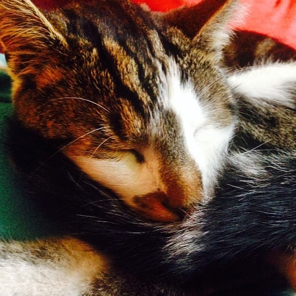 December 2018 Babies - Thread #4