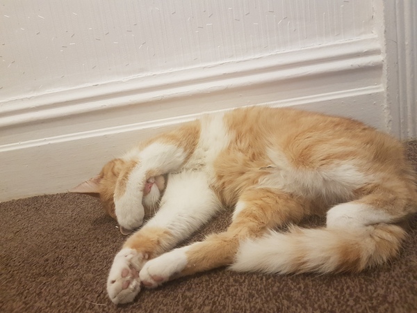 To give away my cat and my husband