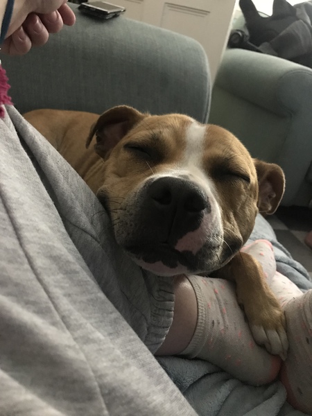 To have fallen in love with Staffies?