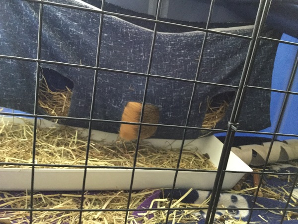 Oh no, my guinea pig is missing., I'll never find him! [photo]