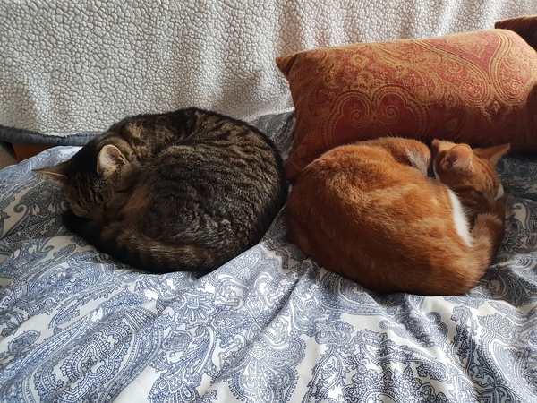 What's your DCat up to today? (Thread 7!)