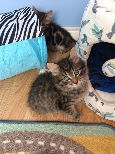 Because you love a kitten pic....