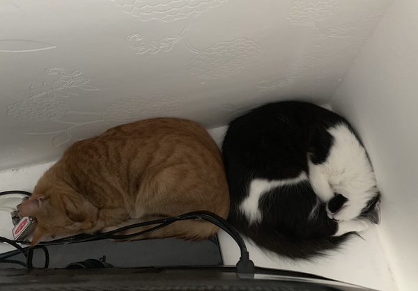 Cats behind the tv all day. Is this ok?