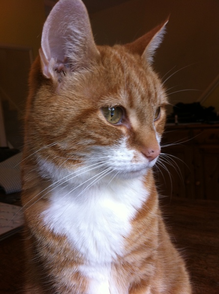 Please don't forget the older cats.