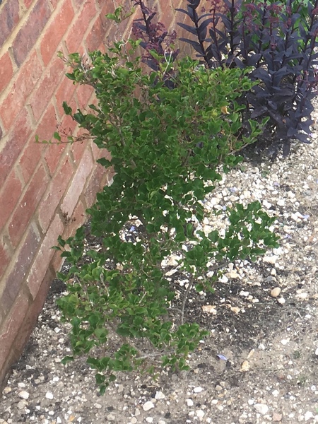 Lilac - help!