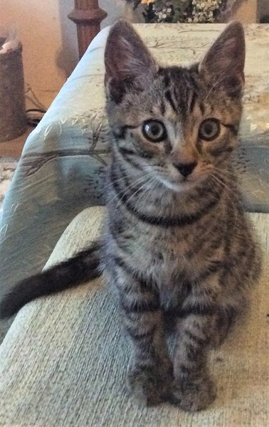 To think my new kitten is far too Cute?