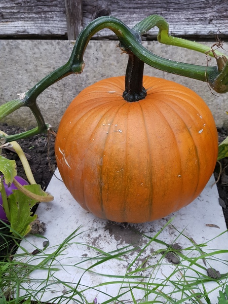 When should I dig up my pumpkin?