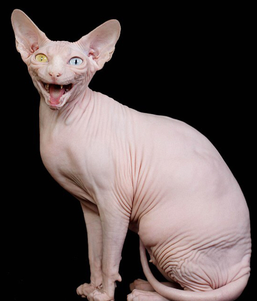 I want a Cat he doesn't !