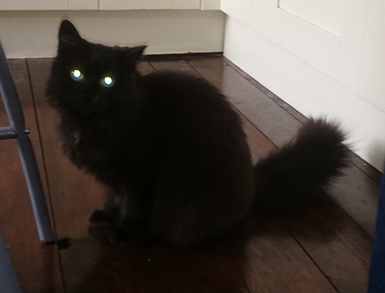 Can I become a person who is entirely unafraid of cats?