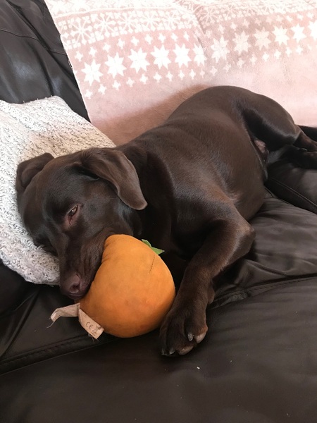 That one thing your dog does that makes you smile .