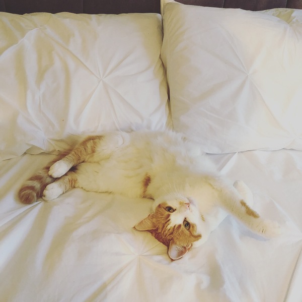 Anyone else really love their cat?