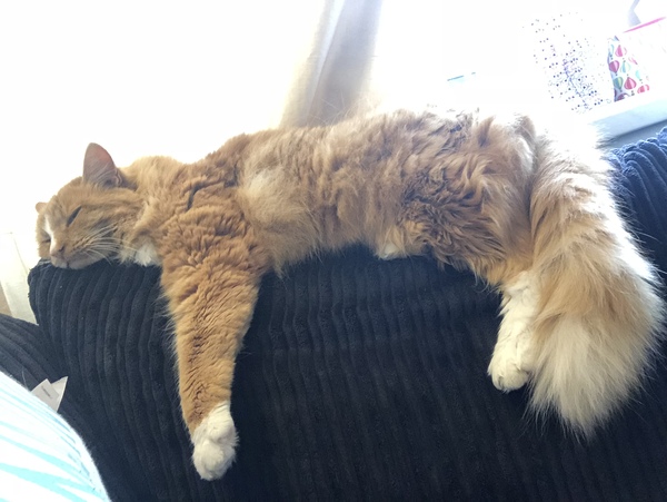 Can I become a person who is entirely unafraid of cats?