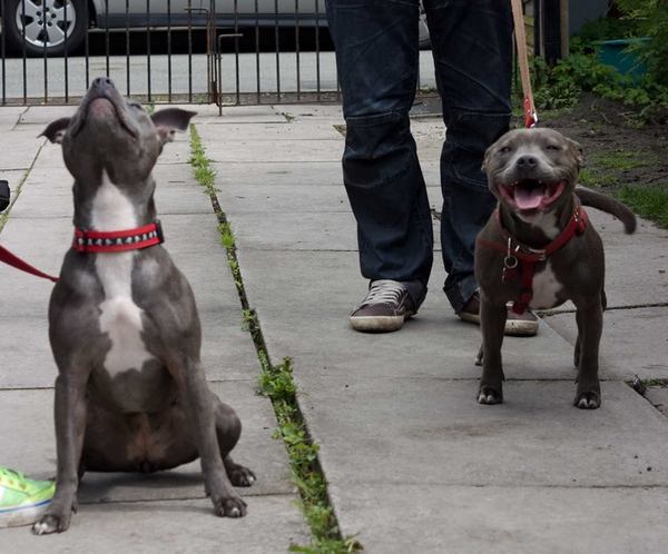 To have fallen in love with Staffies?