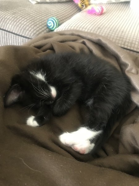 Kitten arriving Saturday