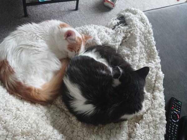 Talk to me about cat sitters