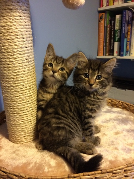 Because you love a kitten pic....