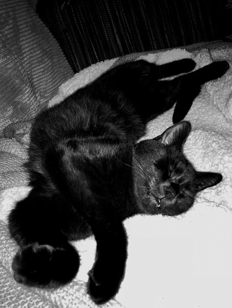 Anyone else really love their cat?