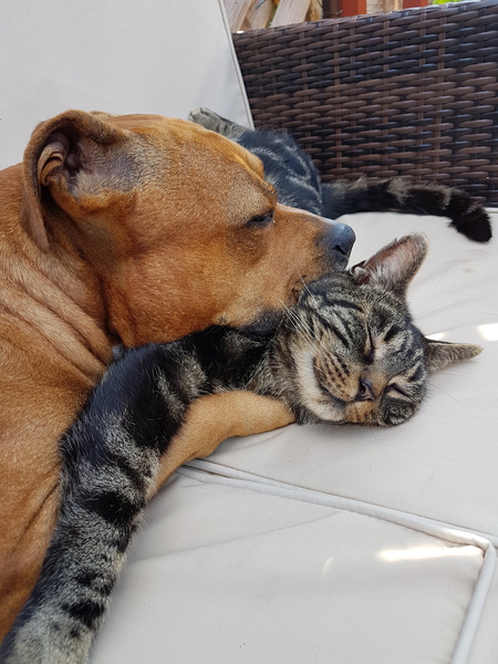 To have fallen in love with Staffies?