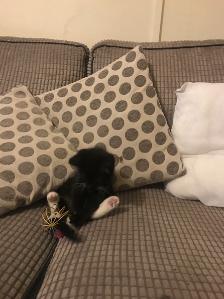 Kitten arriving Saturday