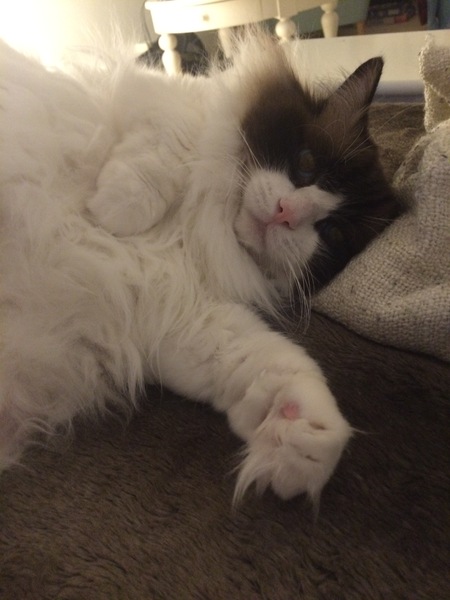 Ear floofs