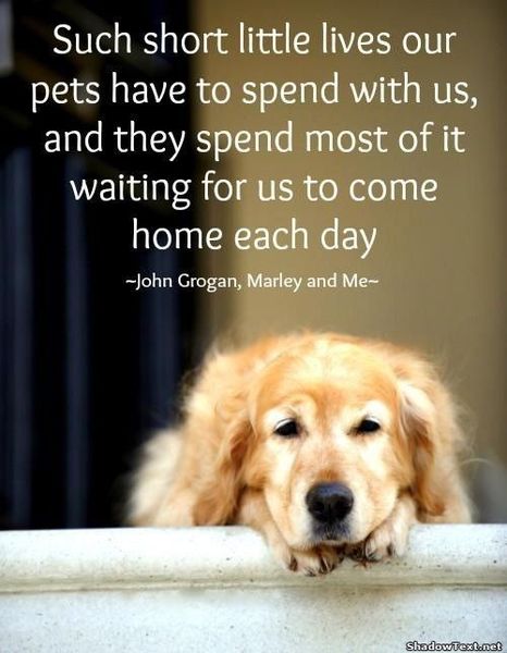 To think my daughter is being cruel to her dog?