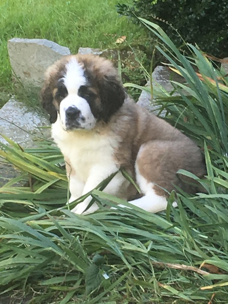 Puppy Survival Thread Part 6