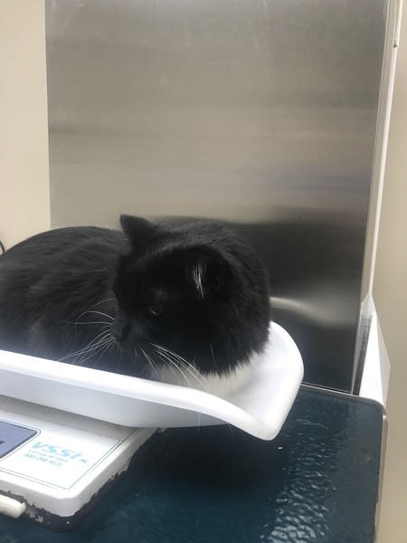 Cats very very nervous, have we done the right thing?