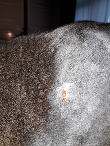 Scab fallen off wound