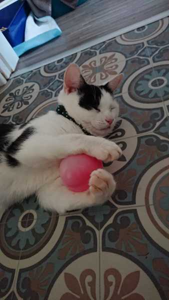 PLEASE help me name our new rescue cat!