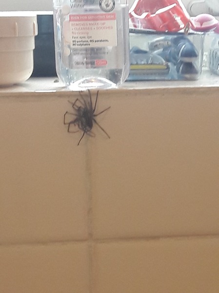 Spider experts please help (pic included hopefully)