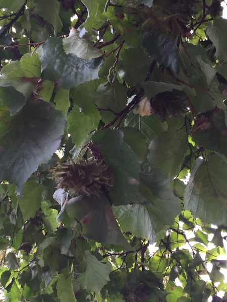 Tree similar to hazel - edible nuts?