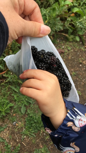 To think that this year’s blackberry crop is poor?