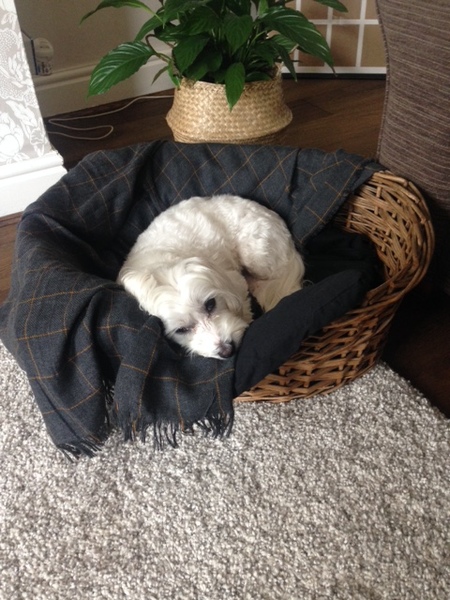 size of dog bed