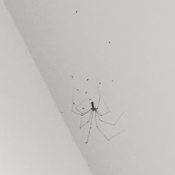 pholcidae/cellar spiders - care advice (picture warning)