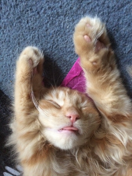 To think my new kitten is far too Cute?