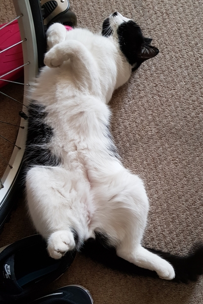 What's your DCat up to today? (Thread 7!)