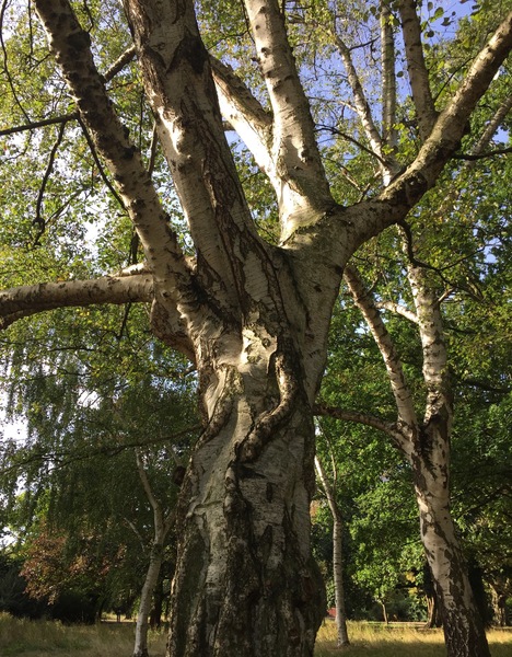 Any Witches Here ? Part 2