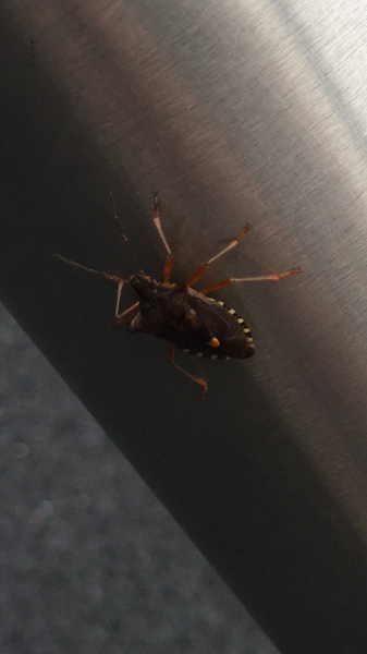 Bug experts