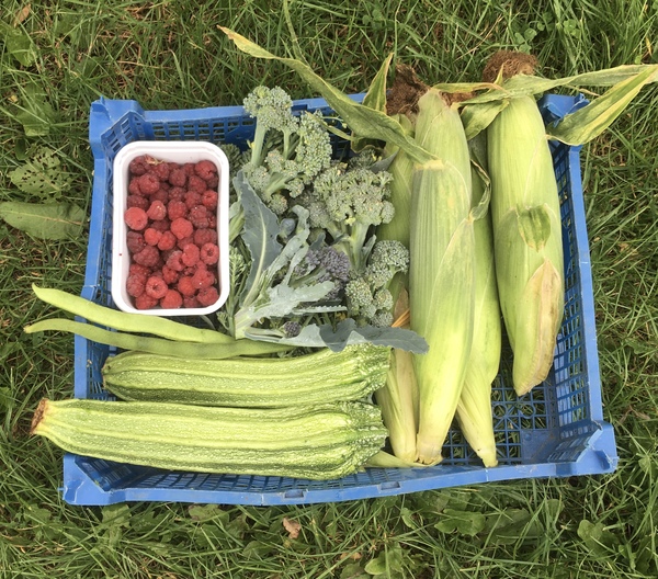Allotment?Veg Patch Thread 13! Are we weathering the weather?