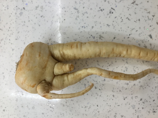 Would anyone like to see my ugly parsnip?