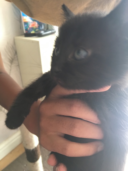 To ask you to help name my kittens?