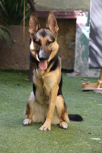 Tell me about your German Shepherds