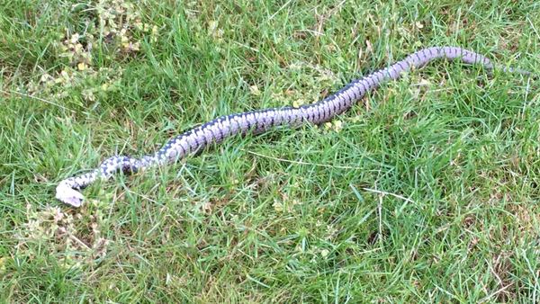 Grass snake or adder?