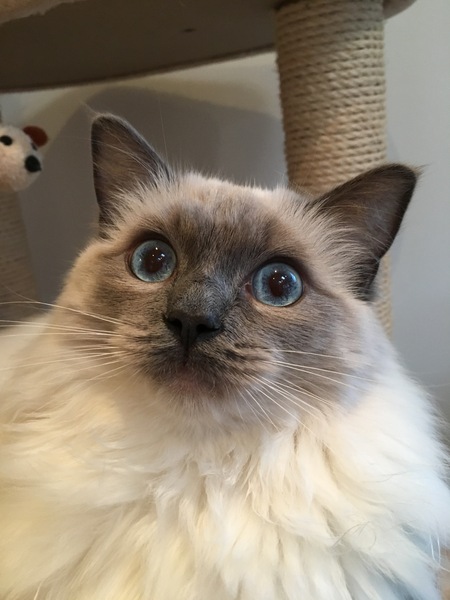 Ear floofs