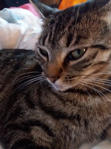 Tabby appreciation thread (with pics)
