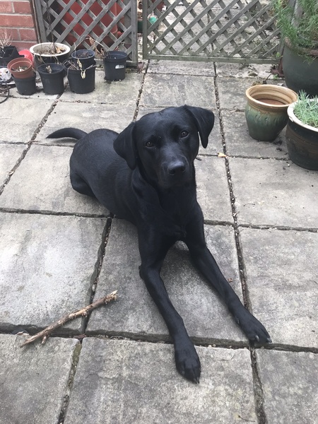 DH wants a cockapoo/ labradoodle I don't :/