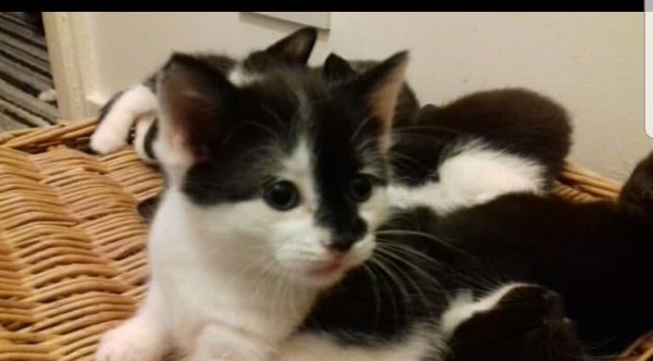 Any Witches Here ? Part 2