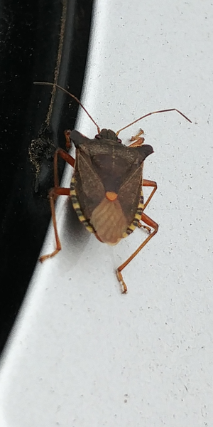 What is this bug?