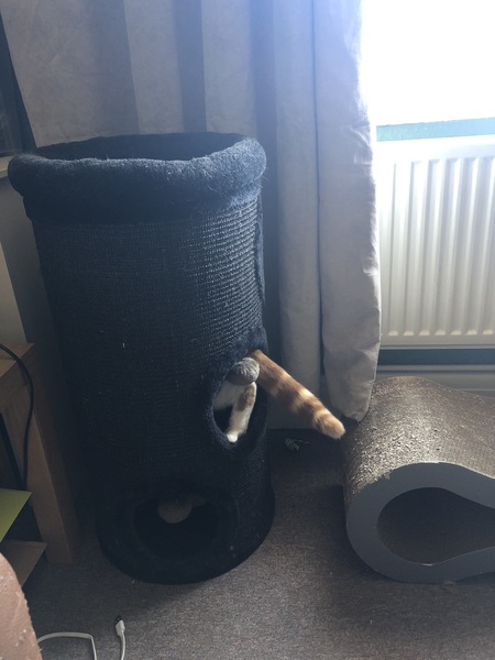 5 month old kittens - cat sitter
